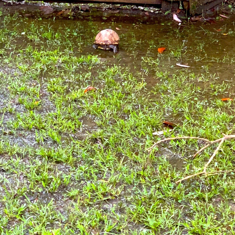 Meet your Posher, Taytum